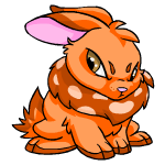 Orange Cybunny