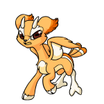 Orange Lulamu