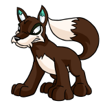 Brown Lupe