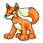 Orange Lupe