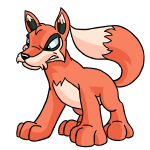 Orange Lupe
