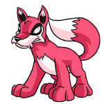 Pink Lupe