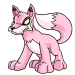 Pink Lupe