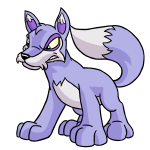 Purple Lupe