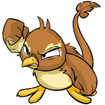 Brown Pteri
