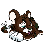Brown Kougra