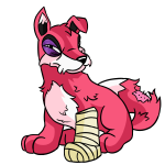 Pink Lupe