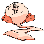 Orange Meerca