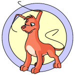 Orange Gelert