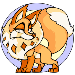 Orange Kitzen