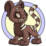 Brown Kougra