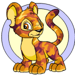 Camouflage Kougra