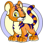Orange Kougra