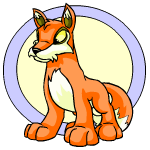 Orange Lupe