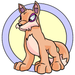 Orange Lupe