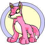 Pink Lupe