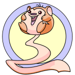 Orange Meerca