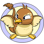 Brown Pteri