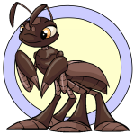 Brown Ruki