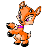 Orange Ixi