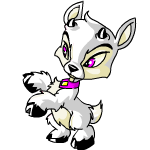 White Ixi