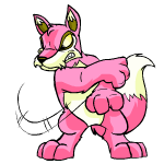 Pink Lupe