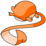 Orange Meerca