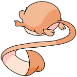 Orange Meerca