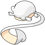White Meerca