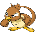Brown Pteri