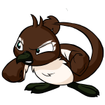 Brown Pteri