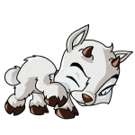 White Ixi