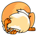 Orange Kitzen
