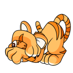 Orange Kougra