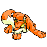 Orange Lupe