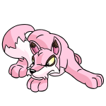 Pink Lupe
