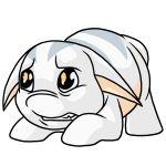 White Poogle