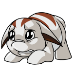 White Poogle