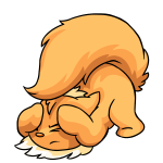 Orange Wocky