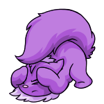 Purple Wocky