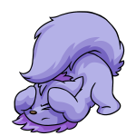 Purple Wocky