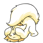White Wocky