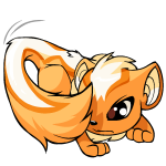 Orange Xweetok