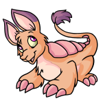 Dawn Orange Bori