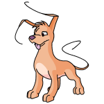 Dawn Orange Gelert