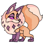 Orange Kitzen - (Dawn)