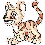 Cream Kougra