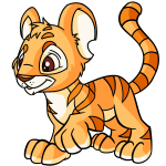 Dreamsicle Orange Kougra