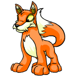 Orange Lupe