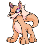 Dawn Orange Lupe